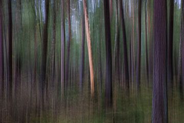 Bomen in het bos van Aafke Buitelaar