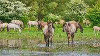 Konikpaarden slenteren door het water van Jenco van Zalk thumbnail