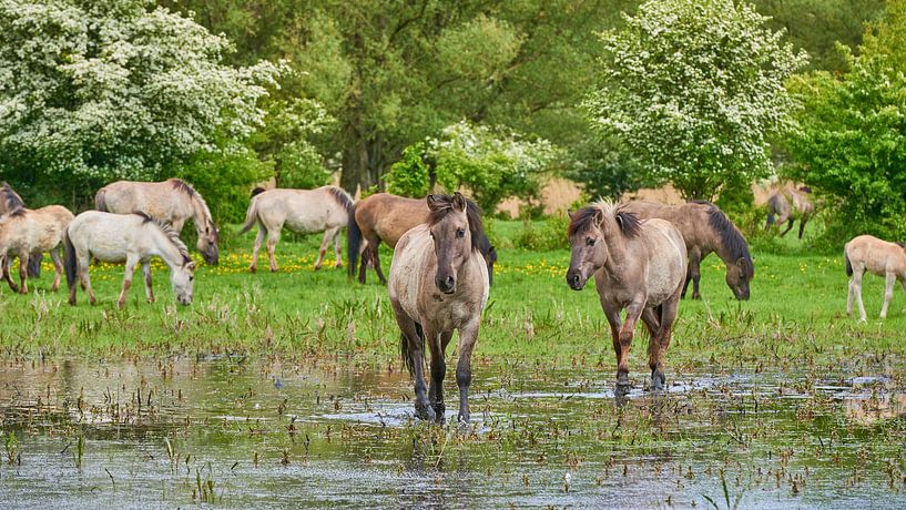 Konik horses wandering through the water by Jenco van Zalk