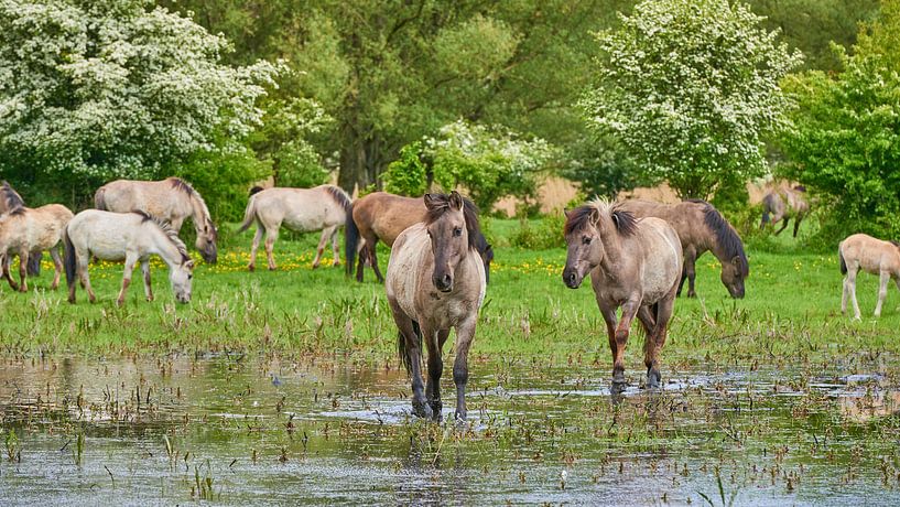 Konikpaarden slenteren door het water van Jenco van Zalk