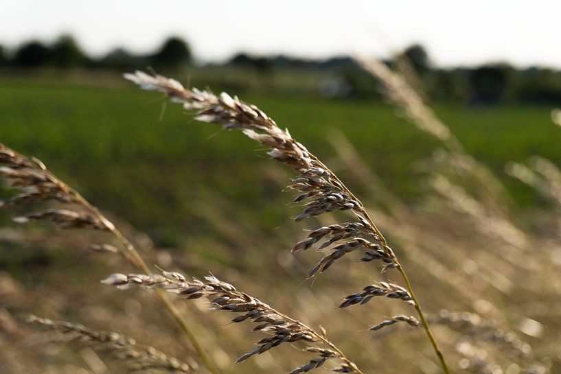 Grain by Yolanda Hettema