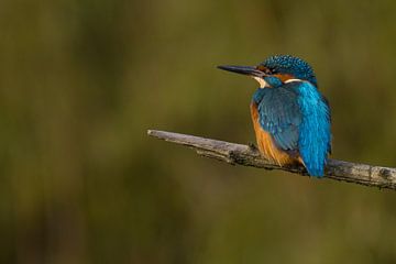Kingfisher on a branch. by Menno Schaefer