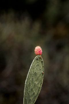 Cactus Vrucht in Focus Natuurlijke Stilte