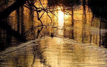 Canard dans un étang au coucher du soleil (Groningen - Pays-Bas) sur Marcel Kerdijk