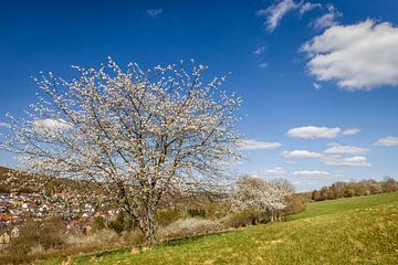 Frühlingswind in den Kirschbäumen