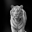 Witte tijger met blauwe ogen op donkere achtergrond van Irma Heisterkamp thumbnail