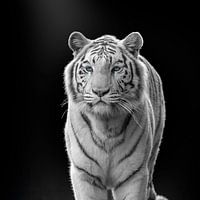 Weißer Tiger mit blauen Augen auf dunklem Hintergrund