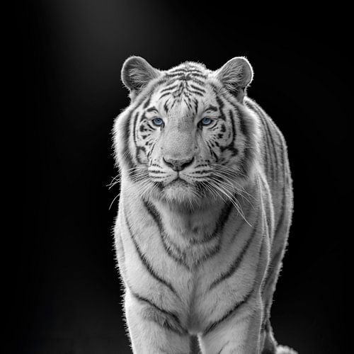 Witte tijger met blauwe ogen op donkere achtergrond