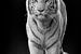 Tigre blanc aux yeux bleus sur fond sombre sur Irma Heisterkamp