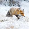 red fox sur Pim Leijen
