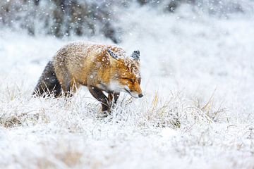 red fox by Pim Leijen
