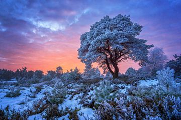 Holterberg met rijp en sneeuw van Martin Podt