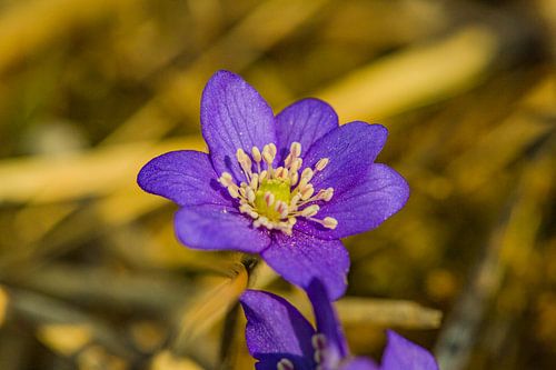Levermossen in het avondlicht - delicate kracht verborgen in het volle zicht