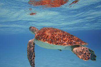 Schildkrötenpanzer-Fotografie