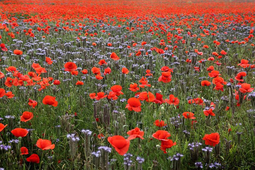 Blühstreifen mit Klatschmohn von Karina Gebert