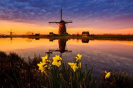 Morning beauty by Shameem Abdulkarim