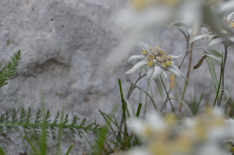 edelweiss by Suzan (Suus) Buskes