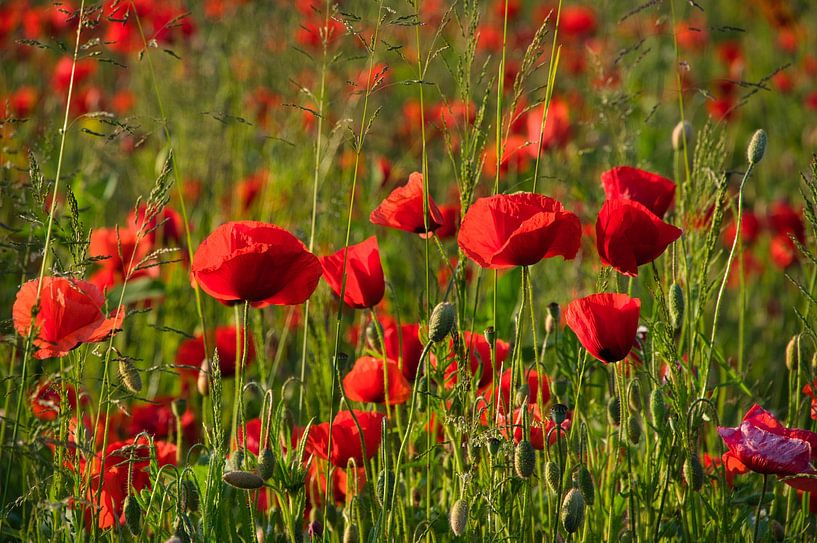 Poppy field in the evening light by Tanja Voigt