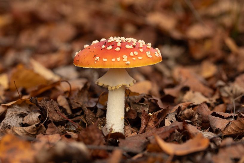 Mushrooms by Annet van Heijster