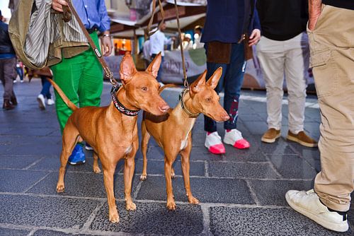 Siciliaanse Cirneco dell'Etna op het piazza in Taormina