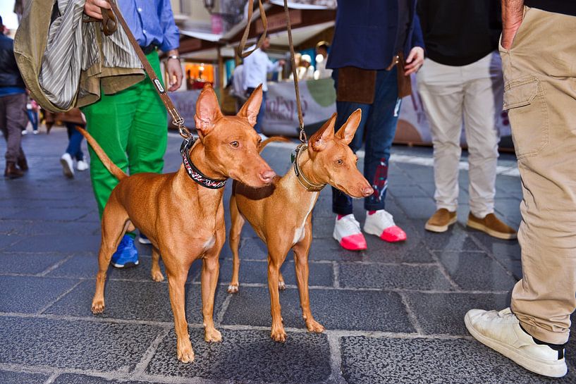 Cirneco dell'Etna sicilien sur la place de Taormine par Silva Wischeropp