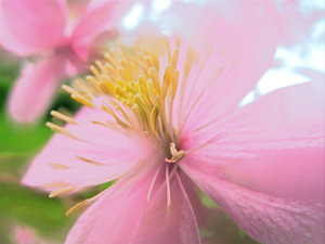 clematis
