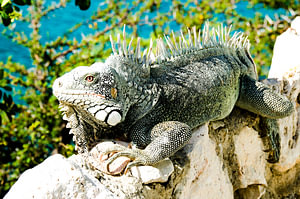 Leguaan aan Lagun, Curacao