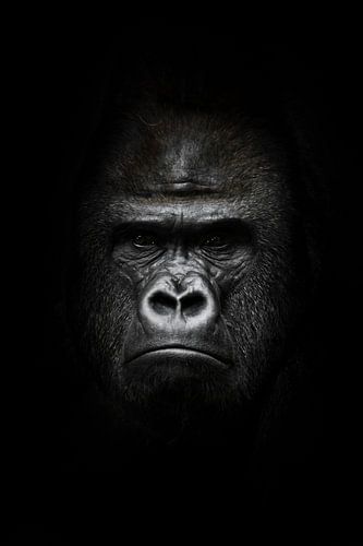 gezicht in het donker. Portret van een krachtige dominante mannelijke gorilla (fysionomie), streng g
