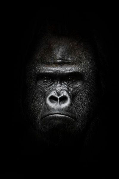 Gesicht im Dunkeln. Porträt eines kräftigen dominanten männlichen Gorillas (Physiognomie), strenges  von Michael Semenov
