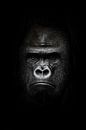 Gesicht im Dunkeln. Porträt eines kräftigen dominanten männlichen Gorillas (Physiognomie), strenges  von Michael Semenov Miniaturansicht
