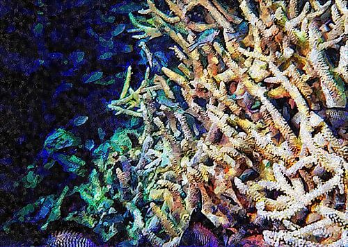 Amas de poissons et de coraux 5