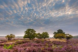 Zuiderheide in bloom by Andy Luberti