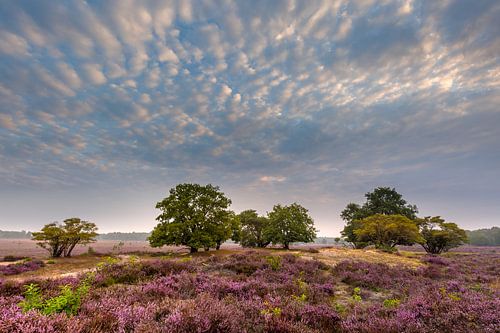 Zuiderheide in bloom