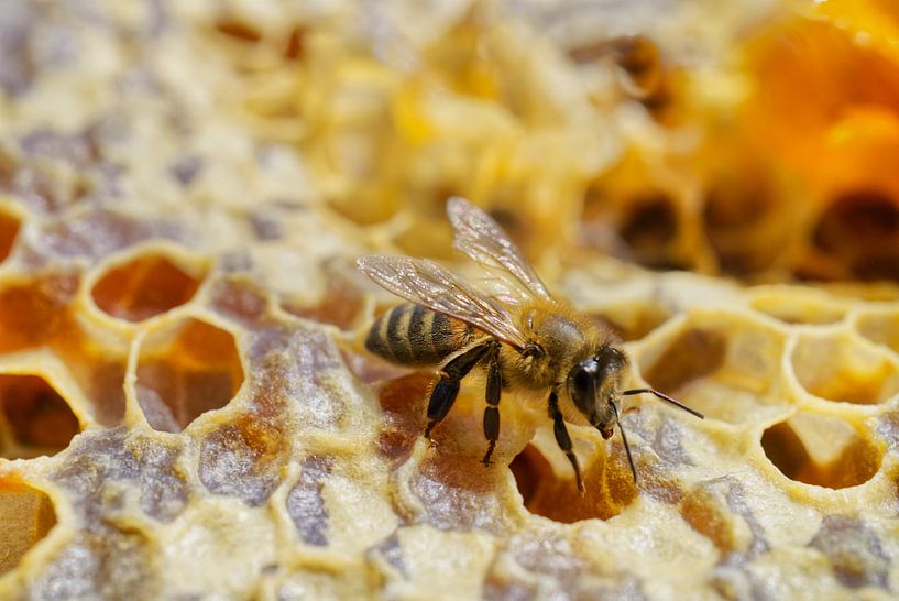 Single Honeybee on Honeycomb by Iris Holzer Richardson