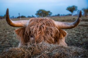 Bœuf des Highlands écossais