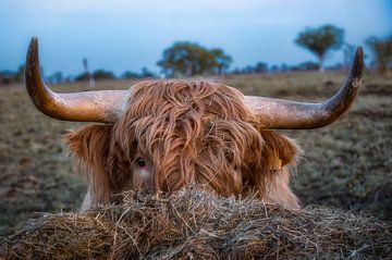 Scottish Highland cattle by Andre Michaelis