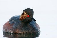 Geoorde Fuut zwemmend in water bij ochtendlicht, Nederland