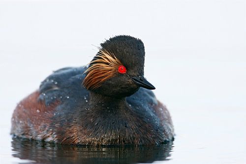 Geoorde Fuut zwemmend in water bij ochtendlicht, Nederland