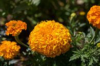 Oranje bloem in bloementuin van Yannick uit den Boogaard thumbnail