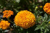 Oranje bloem in bloementuin
