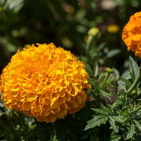 Fleur d'oranger dans un jardin fleuri sur Yannick uit den Boogaard