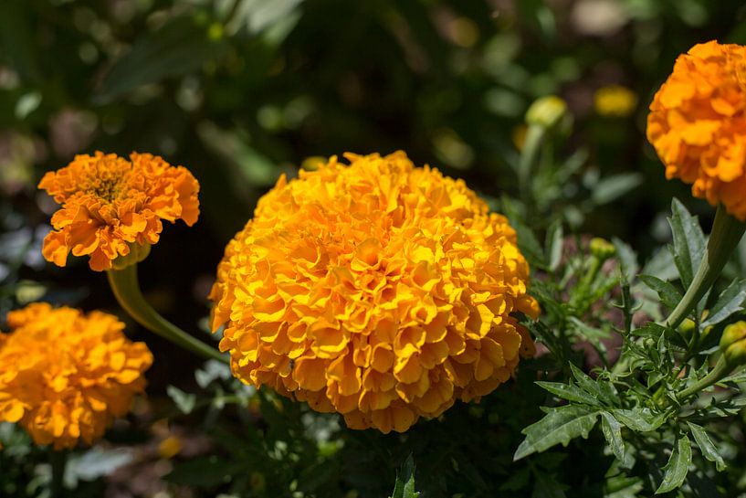 Oranje bloem in bloementuin van Yannick uit den Boogaard