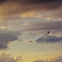Chasing birds