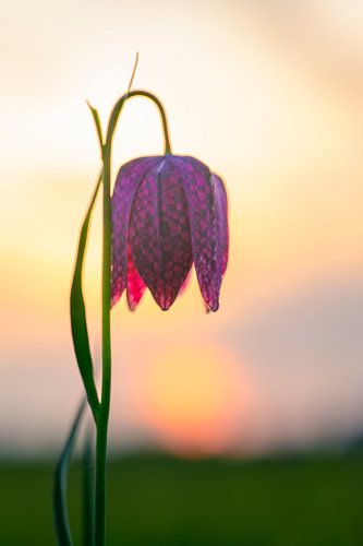 Schachblume Nahaufnahme in einer Wiese bei Sonnenuntergang von Sjoerd van der Wal Fotografie