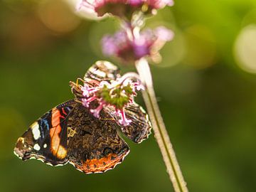 Atalanta vlinder van Anouk de Vries