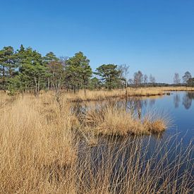 Idyllische Landschaft im Pietzmoor von Katrin May