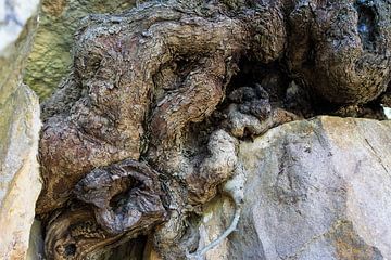 Holz und Felsen vereinen sich