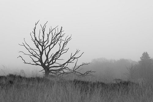 Mistig heidelandschap