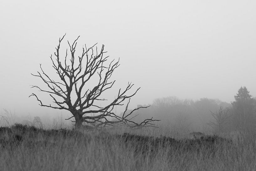 Misty moorland by Steffie van der Putten
