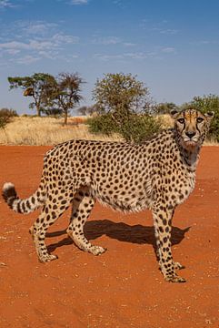 Luipaard in Namibië Afrika van Patrick Groß